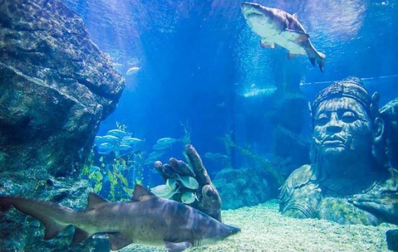 DENİZ YAŞAMI Bangkok Ocean World Giriş Bilet